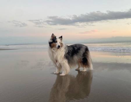 A dog walking on the beach with the sky behind it
