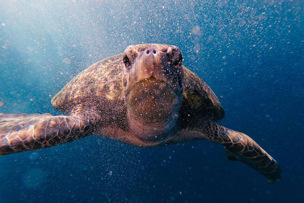 sea turtle swimming in ocean