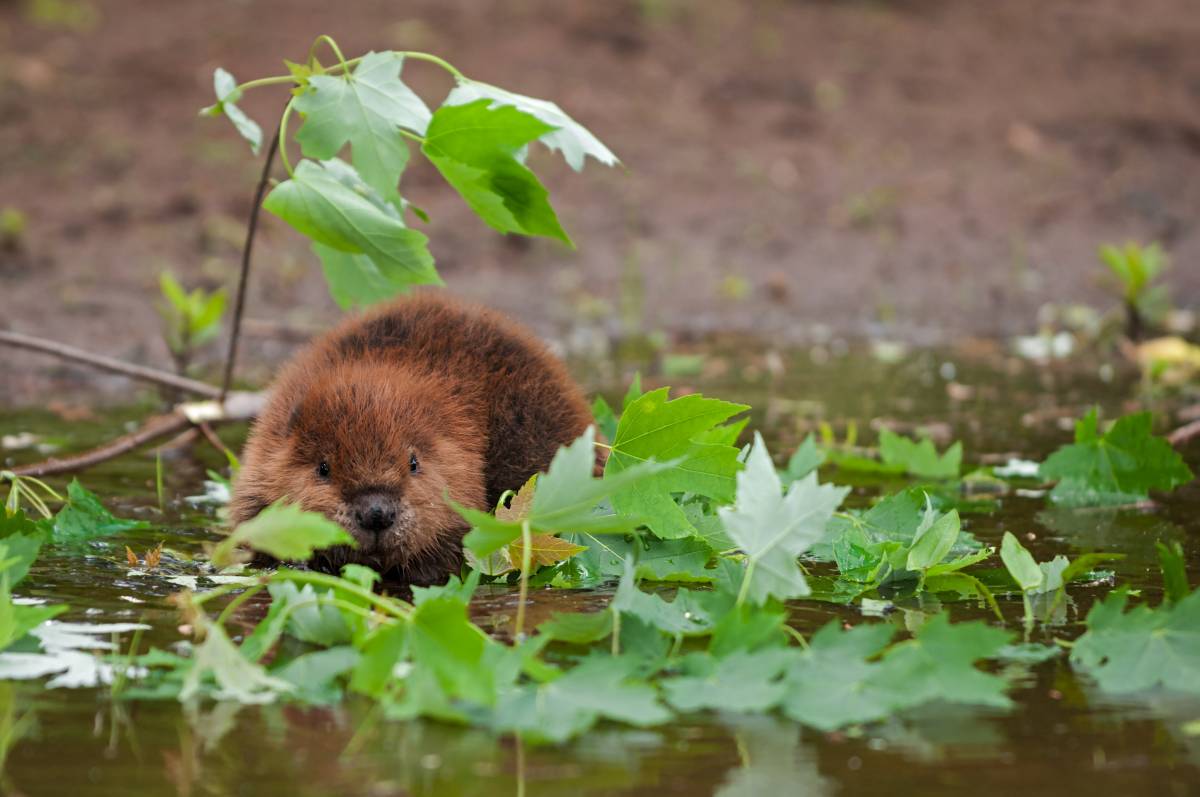american beaver amazing wildlife oak island