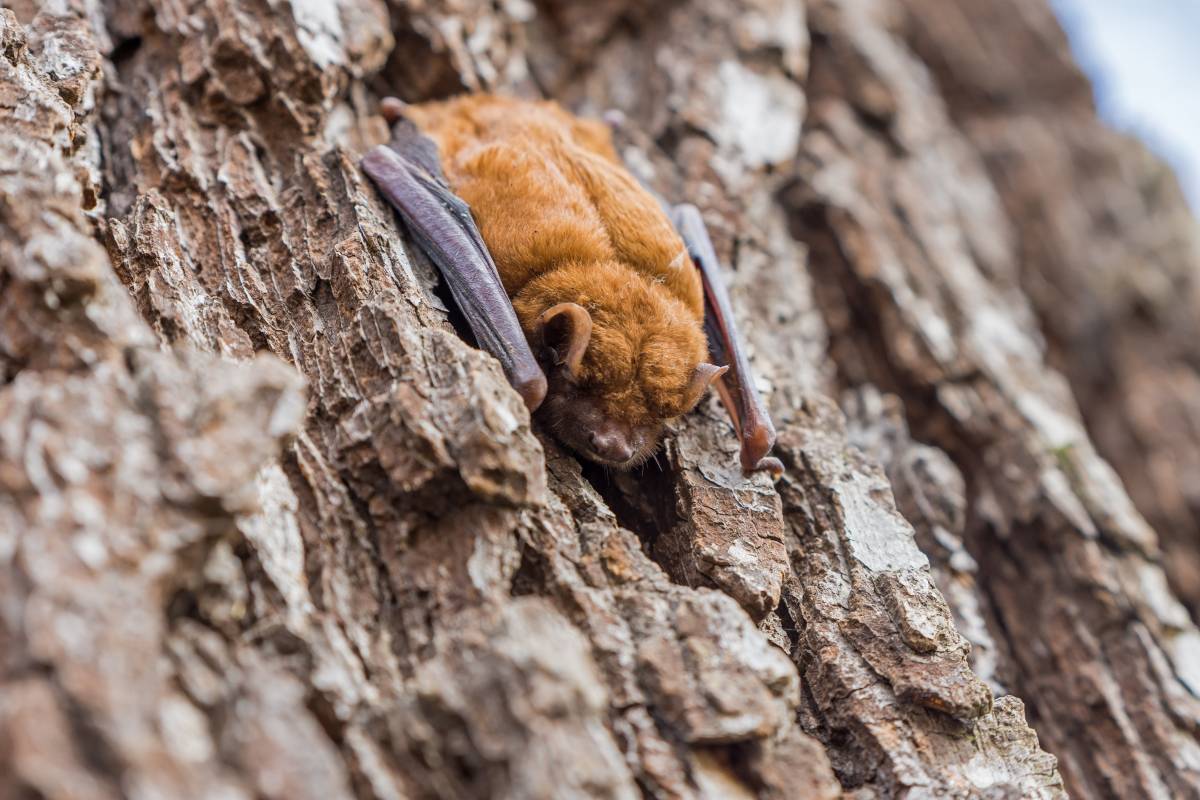 brown bat amazing wildlife oak island