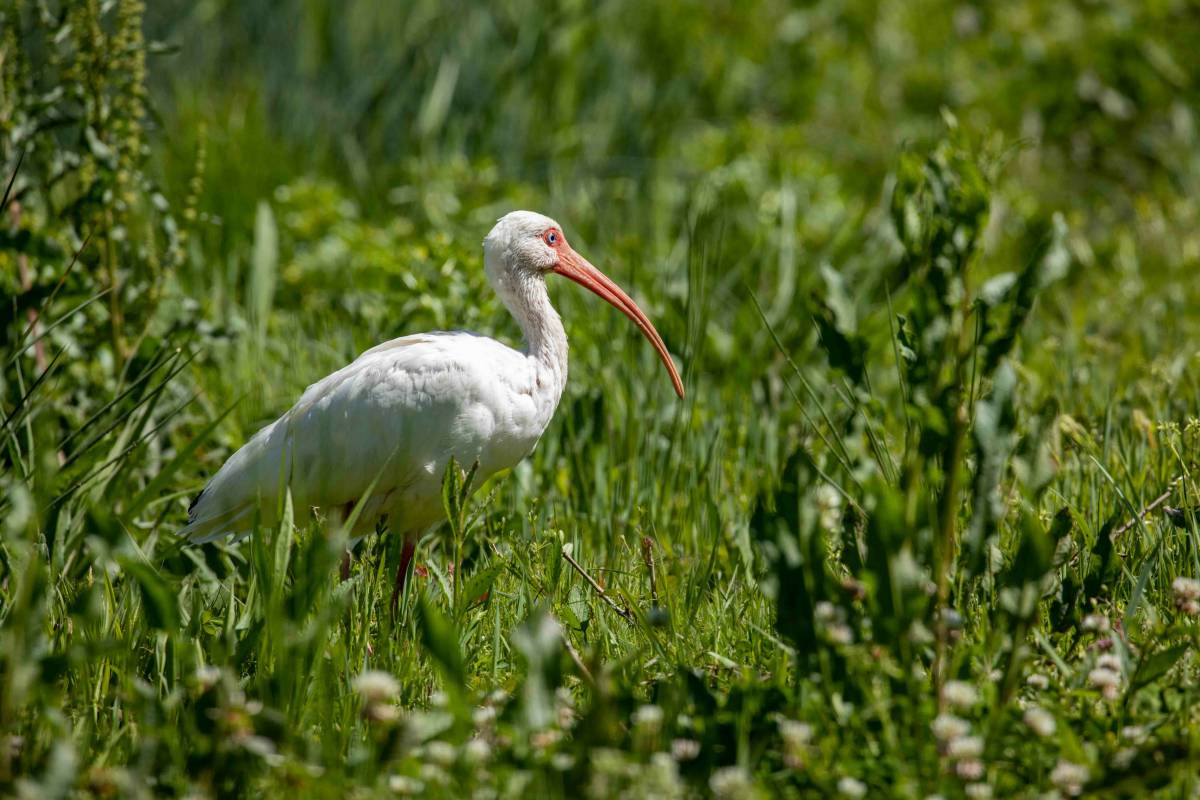 white ibis amazing wildlife oak island