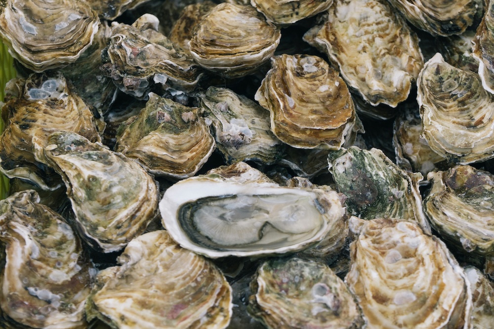 Oysters